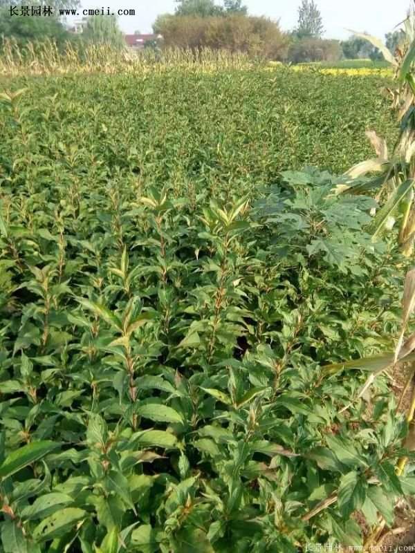 沭陽紅王子錦帶花基地 沭陽紅王子錦帶花基地