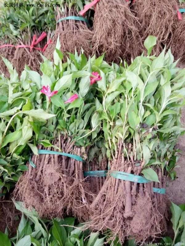 沭陽紅王子錦帶花基地 沭陽紅王子錦帶花基地