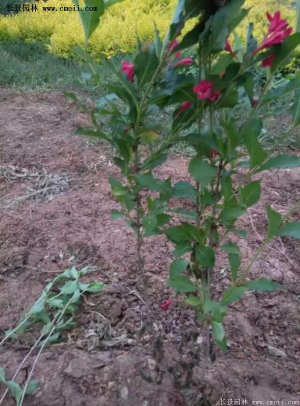 紅王子錦帶價格 紅王子錦帶價格