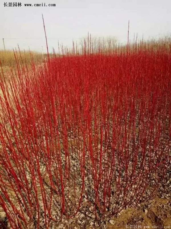 沭陽紅瑞木 沭陽紅瑞木