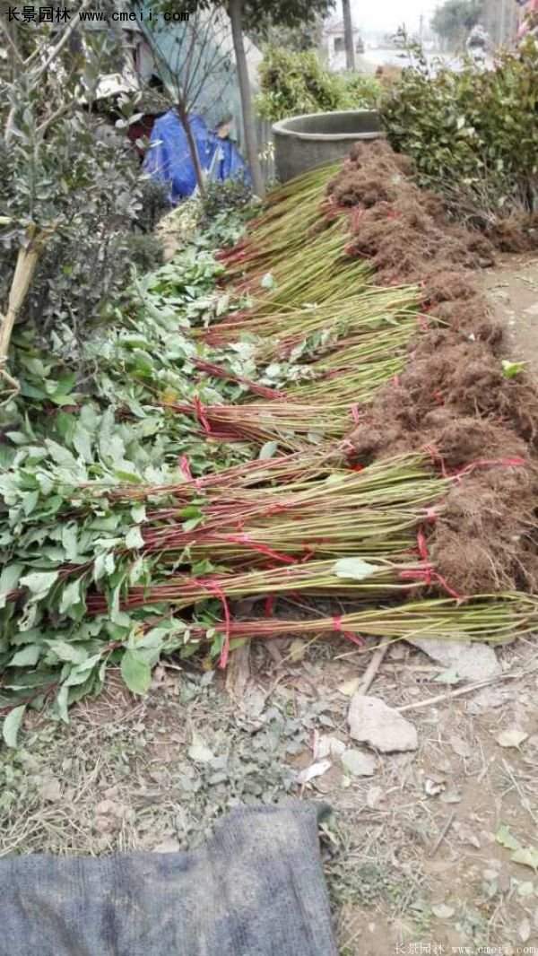 沭陽紅瑞木價(jià)格