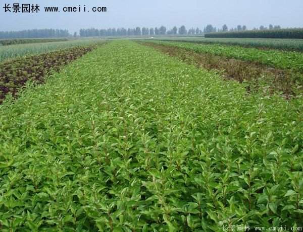 沭陽紅瑞木價格