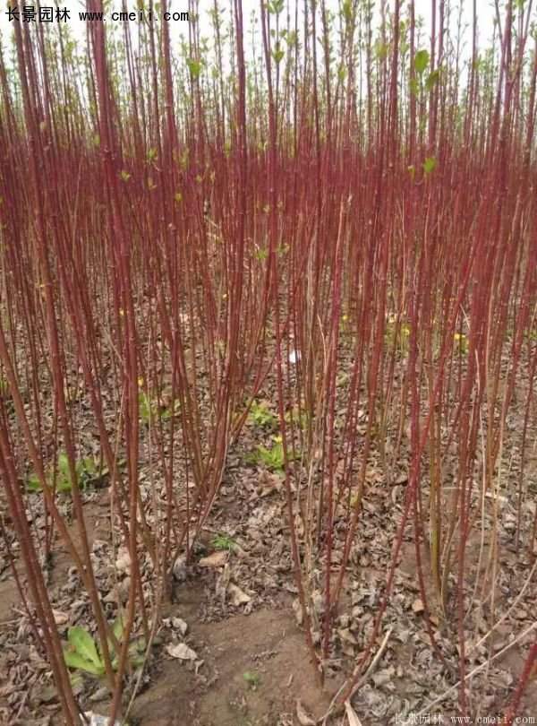 紅瑞木規(guī)格 紅瑞木規(guī)格