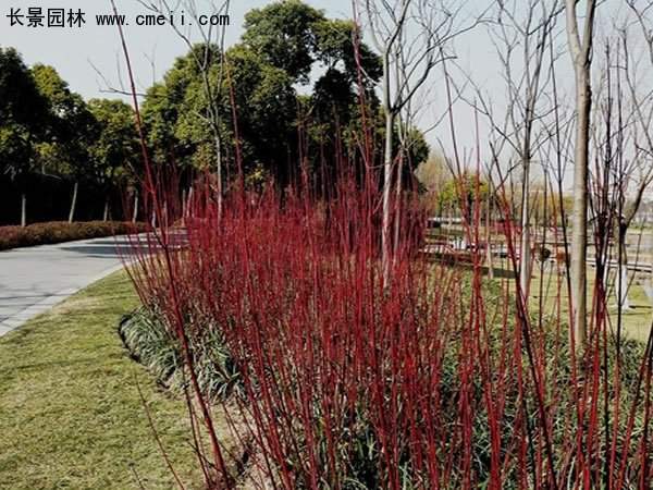 沭陽紅瑞木 沭陽紅瑞木