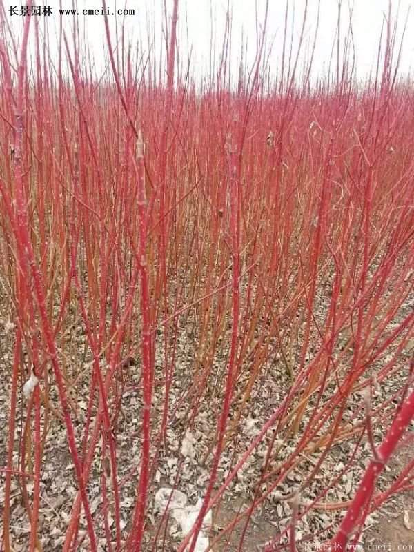 紅瑞木銷量 紅瑞木銷量