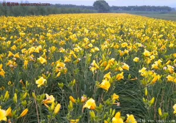 耐熱耐寒,花期超長的金娃娃萱草