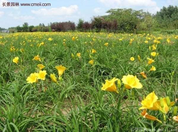 金娃娃萱草多少錢一棵?