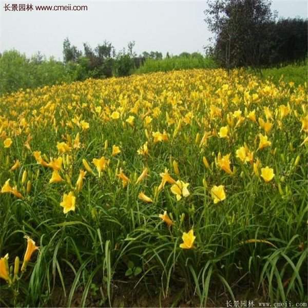 金娃娃萱草多少錢一棵?