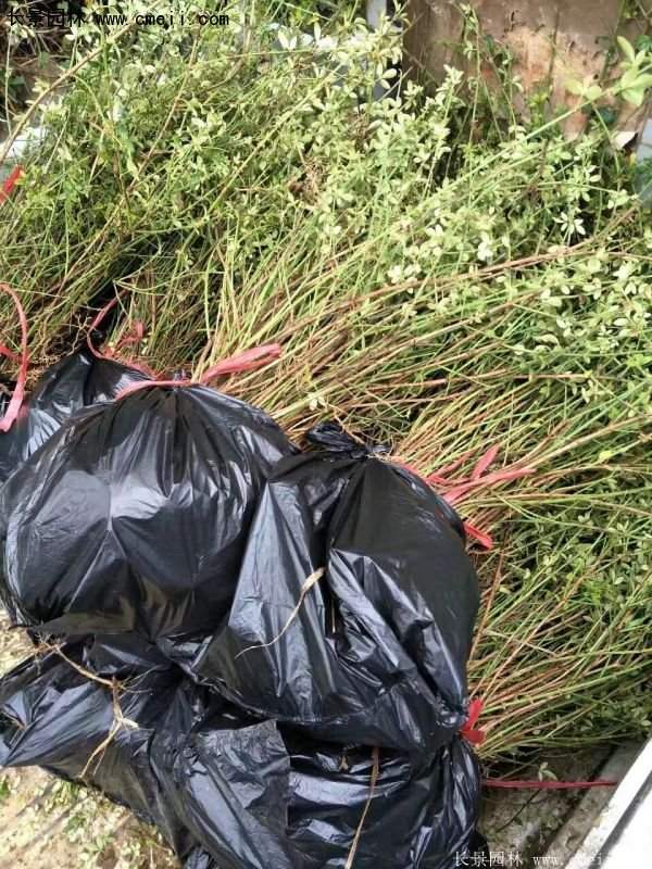 沭陽迎春花 沭陽迎春花