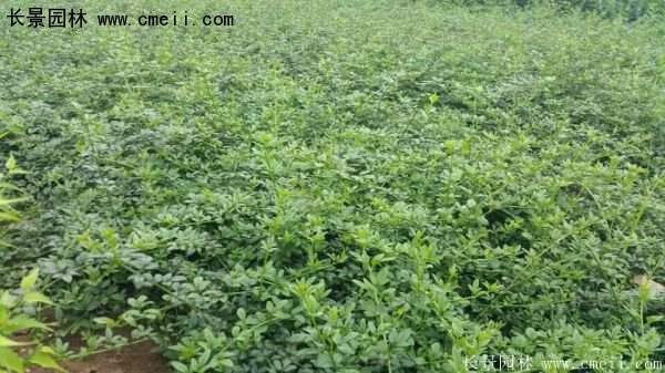 沭陽迎春花 沭陽迎春花