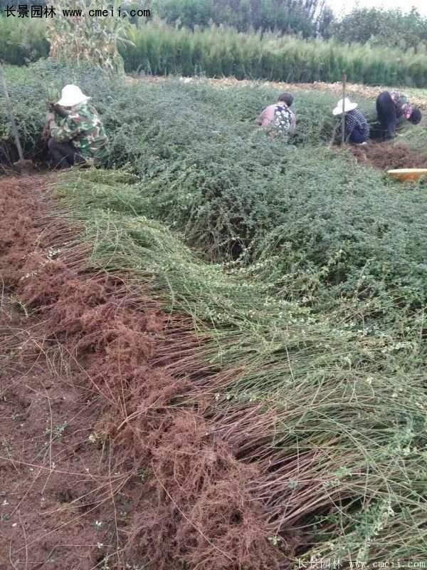 沭陽迎春花 沭陽迎春花