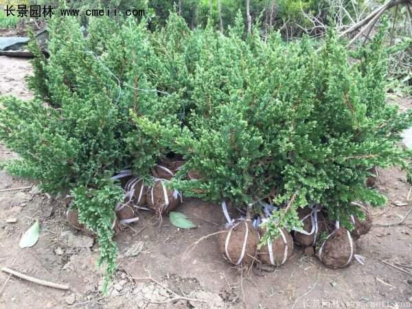 地柏行情 地柏行情