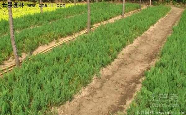 爬地柏基地照 爬地柏基地照