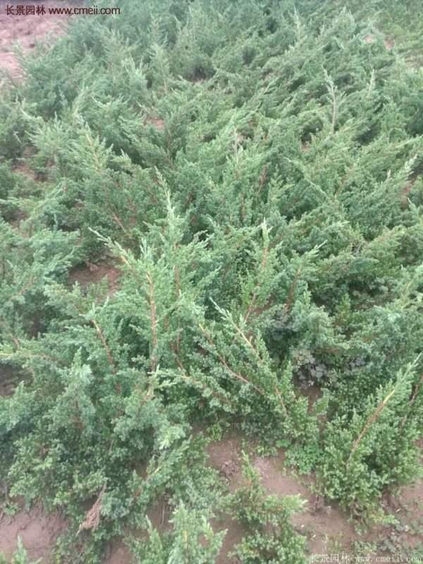 沭陽地柏苗 沭陽地柏苗