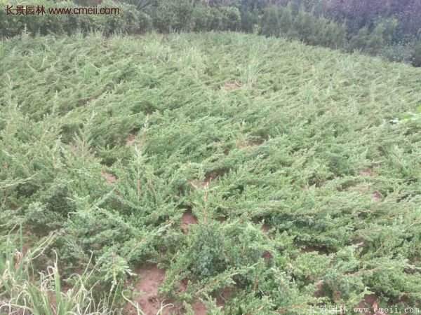 地柏價格 地柏價格