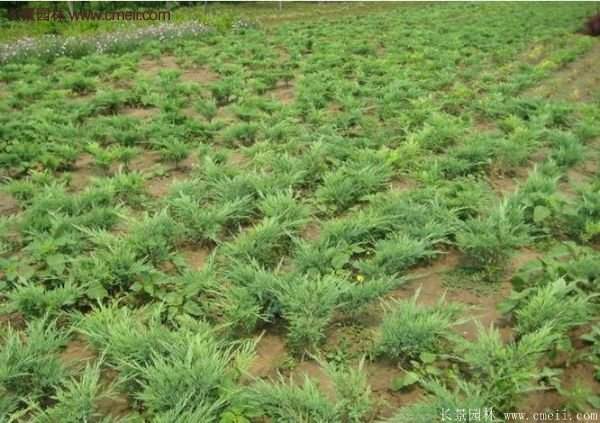 2016沭陽地柏價(jià)格 2016沭陽地柏價(jià)格