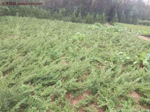 2016沭陽地柏價(jià)格 2016沭陽地柏價(jià)格