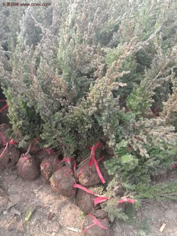 2016沭陽地柏價(jià)格 2016沭陽地柏價(jià)格