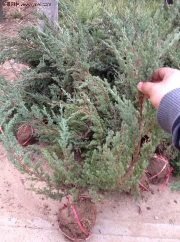 2016沭陽地柏價(jià)格 2016沭陽地柏價(jià)格