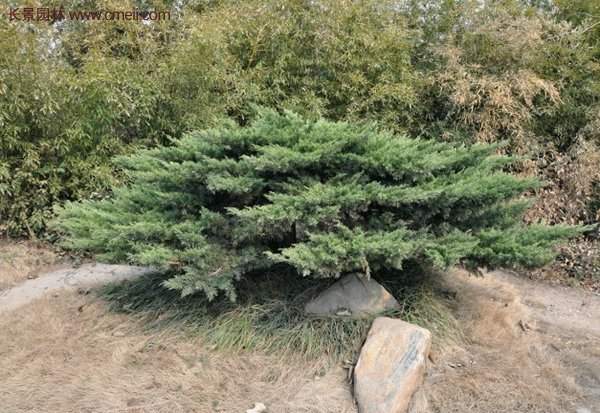 2016沭陽地柏價(jià)格 2016沭陽地柏價(jià)格