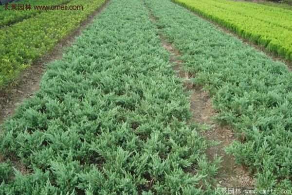 沭陽(yáng)地柏規(guī)格