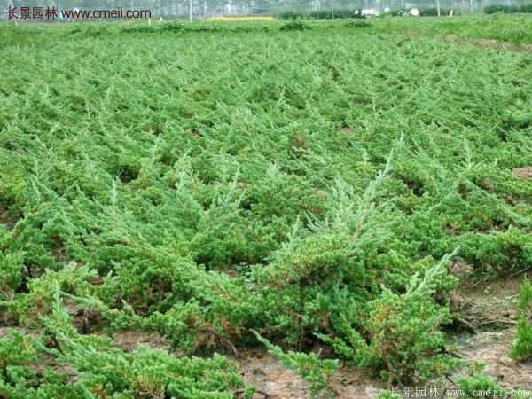 沭陽(yáng)地柏規(guī)格