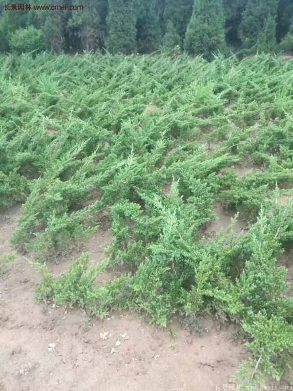 沭陽(yáng)地柏規(guī)格