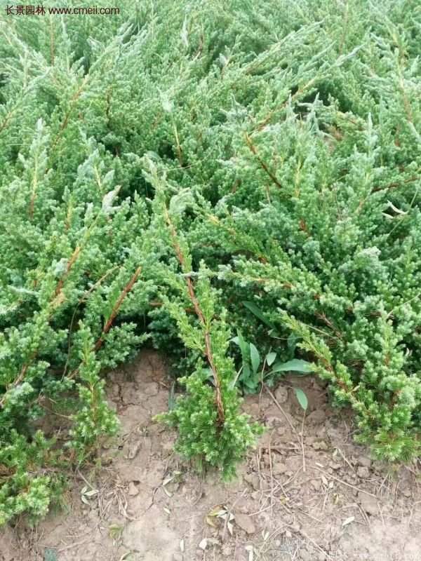 沭陽(yáng)地柏規(guī)格