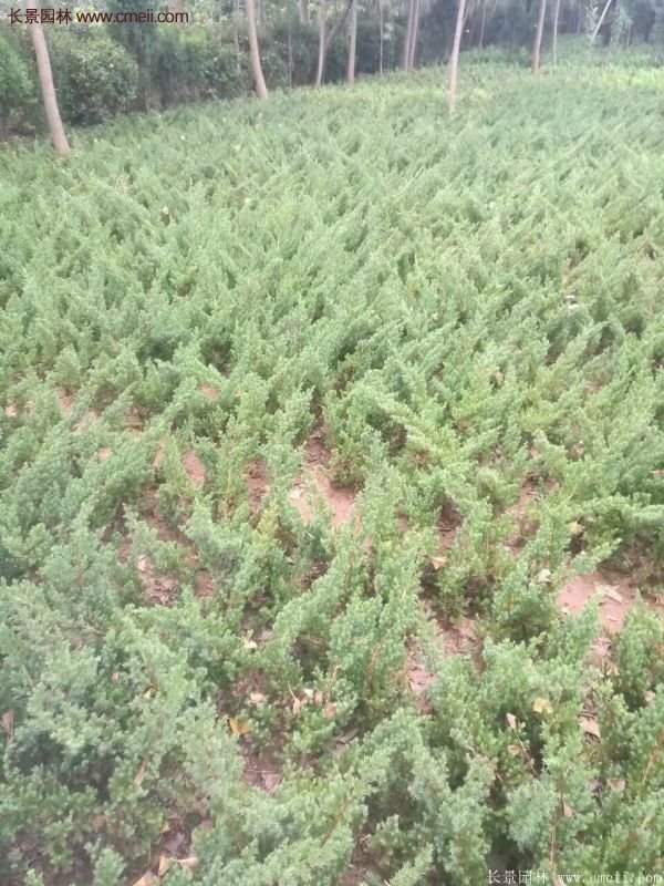 沭陽地柏的優(yōu)勢