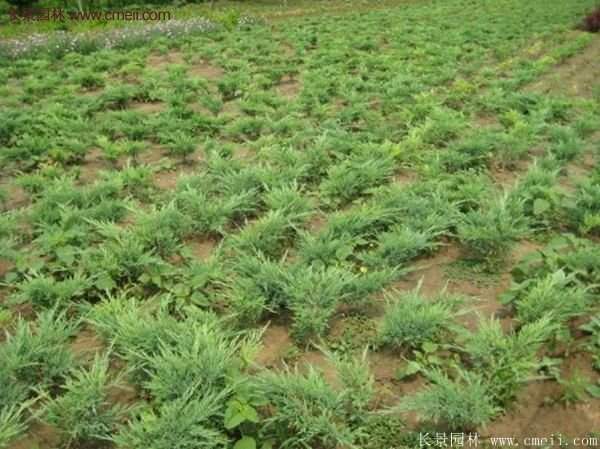 沭陽沙地柏基地 沭陽沙地柏基地