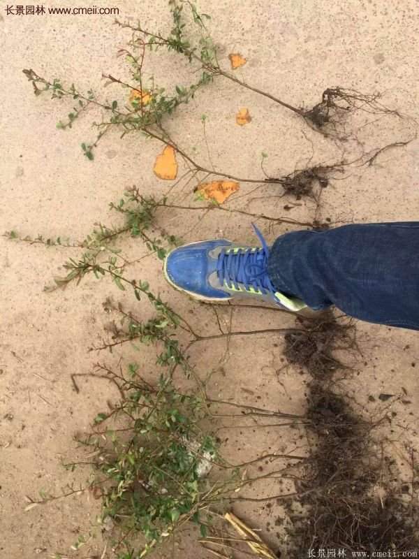 沭陽火棘苗 沭陽火棘苗