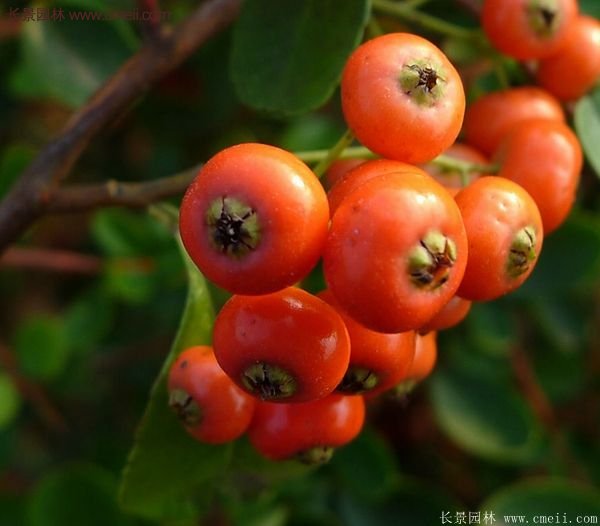 沭陽(yáng)火棘球 沭陽(yáng)火棘球