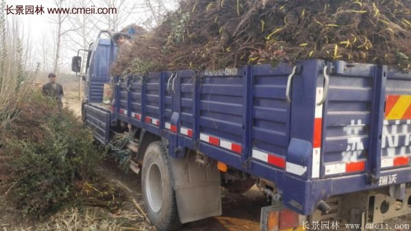 沭陽(yáng)火棘球 沭陽(yáng)火棘球