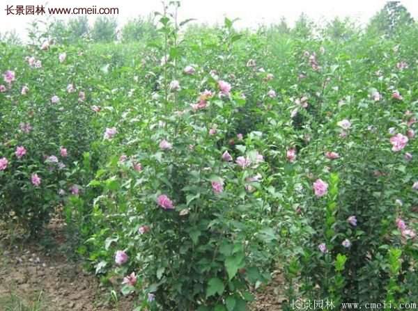 木槿樹種植養護資料匯總