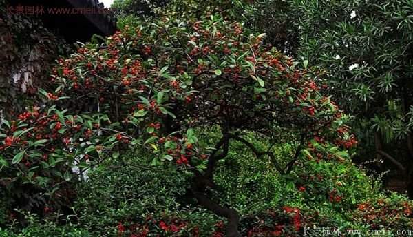 火棘盆景 火棘盆景