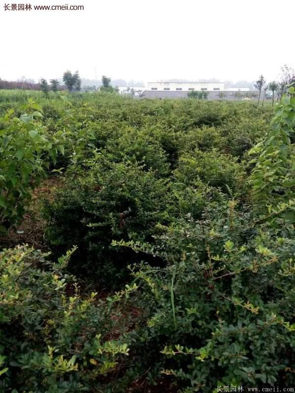 火棘盆景 火棘盆景