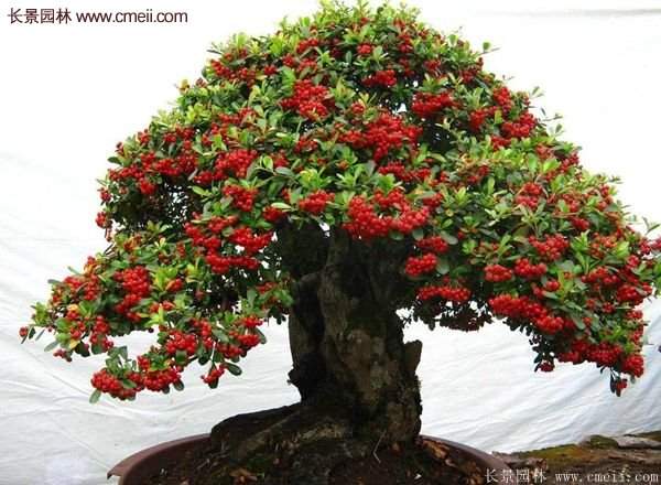火棘盆景 火棘盆景
