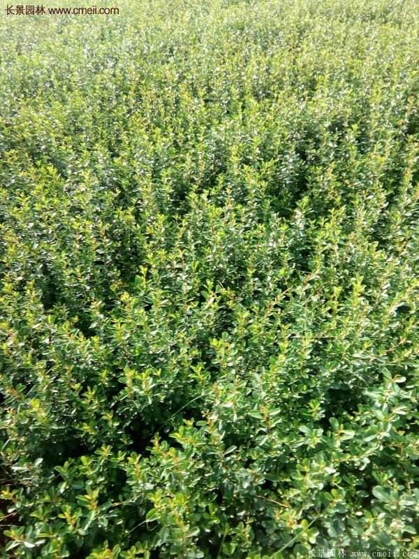 沭陽火棘球 沭陽火棘球