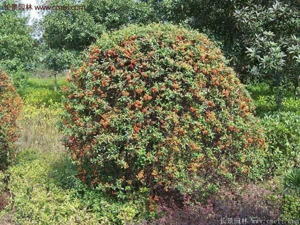 沭陽(yáng)火棘球 沭陽(yáng)火棘球