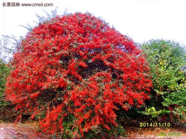 沭陽(yáng)火棘球 沭陽(yáng)火棘球