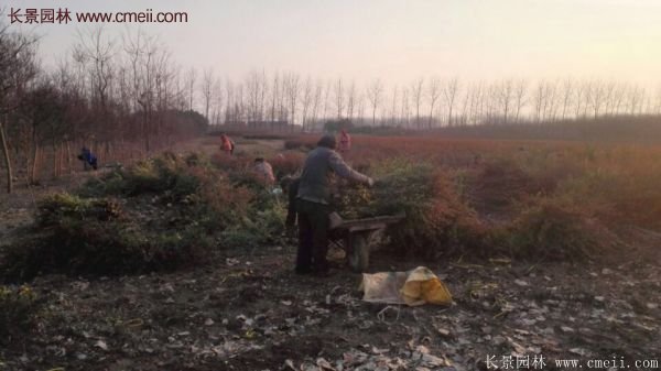 沭陽火棘苗 沭陽火棘苗