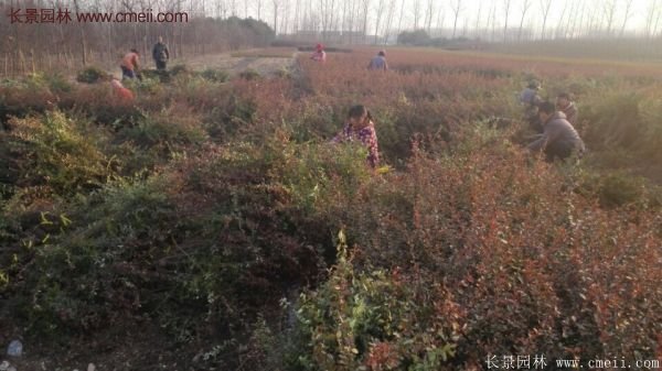 沭陽火棘苗 沭陽火棘苗