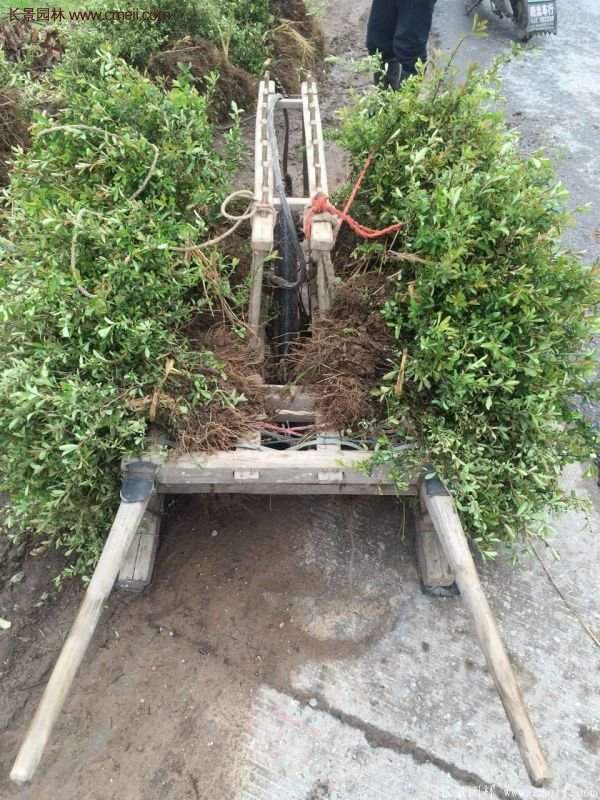 沭陽火棘專賣 沭陽火棘專賣