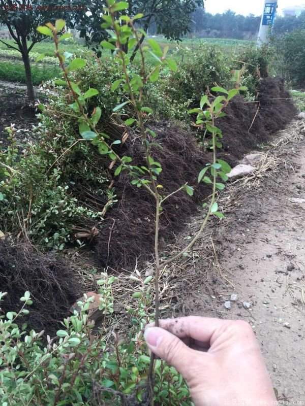 火棘工程苗 火棘工程苗