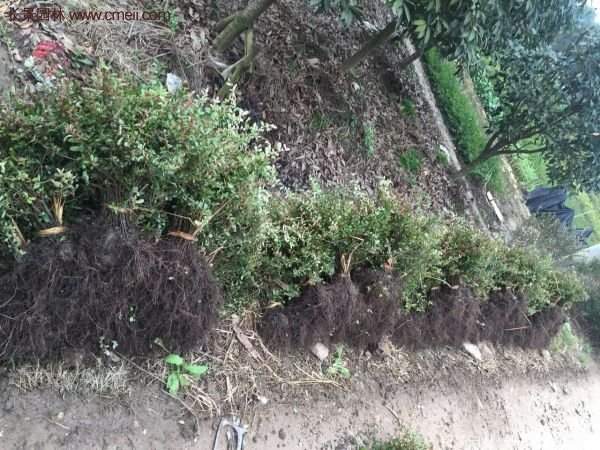 優質火棘苗 優質火棘苗