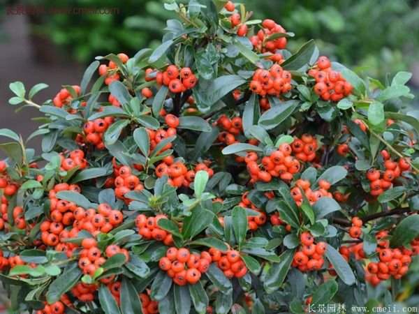 火棘銷售 火棘銷售