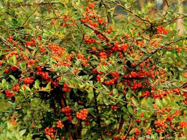 火棘銷售 火棘銷售