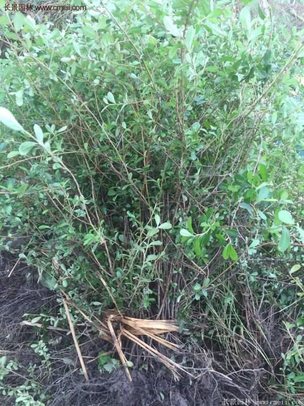 火棘基地 火棘基地