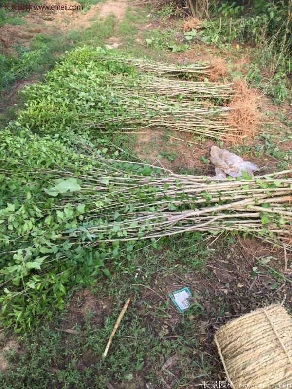 優(yōu)質(zhì)木槿花樹苗