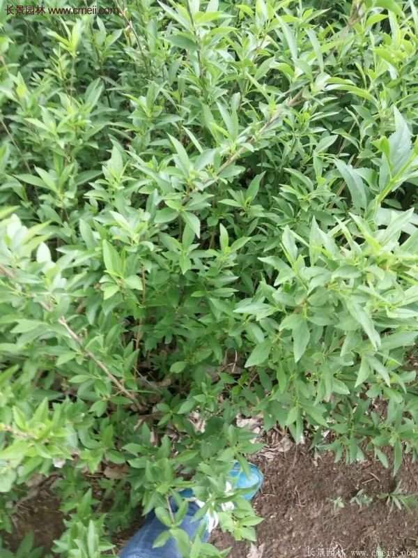 連翹種植 連翹種植